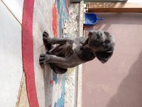 Saf kan mükemmel cane corso yavrular