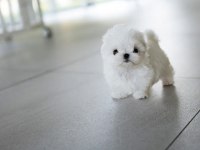 Kore Mikro Boy Maltese Alissa
