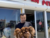 EN GÜZEL TOY POODLE YAVRULAR ANKARA MAĞAZAMIZDA GÖRÜN