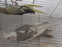 WiFi pied ve Grey Pearl sultan papağanı