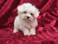 Bilinçli Üretimden Maltese Terrier Sağlık Önceliğimiz