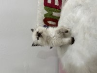 Ev ortamından sağlıklı ve oyuncu british shorthair yavrular