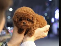 Sağlıklı ve Sevimli Toy Poodle Yavrularım