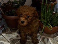 sağlık ve ırk garantili poodle yavrular