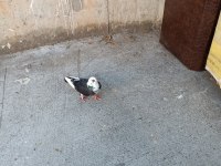 Acil satılık güvercin