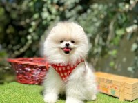 Boo Pomeranian Peluş Ayıcık Tip Yavrularımız