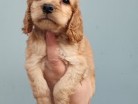 American cocker