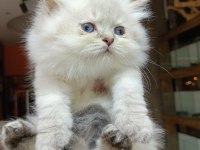 2 aylık Erkek British Longhair