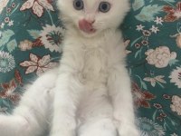 2.5 aylık erkek beyaz yavru british shorthair