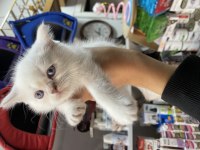 50 Günlük British Shorthair Yavrularımız