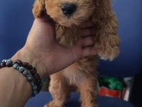 IRK VE SAĞLIK GARANTİ ORJİNAL MALTİPOO BEBEĞİMİZ