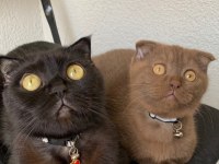 24 kasım doğumlu scottish fold