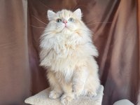 Krem British Longhair Oğluş