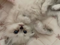 British Longhair Yavru Kedilerimiz Teslime Hazırdır