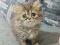 Mavi göz exotic chinchilla melezi yavrular