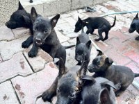 Belçika Malinois Köpeği