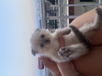 scottish fold blue point kediler