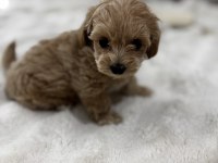 Sıfır Numara Maltipoo