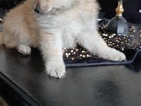 Pomeranian 2 aylık köpeğimiz