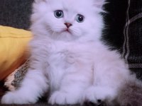 İstanbul içinde ulaşımını sağlıyorum british longhair