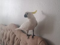 Sülfür Kakadu Papağanı