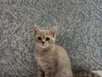 British shorthair yavrularımıza yeni yuva arıyoruz