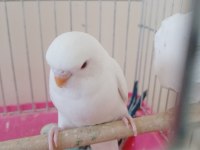Dişi kırmızı göz yavru muhabbet kuşu