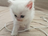 1 aylık yavru british longhair