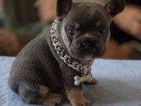 Isabella Ve Fluffy Taşıyıcı Favori Renklerde Bebek Köpekler