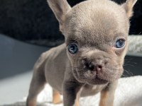 MAVİ GÖZLÜ EV BAKIMI FRENCH BULLDOG YAVRUM
