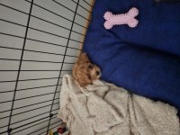 Yavru toy poodle