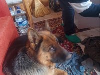 Safkan alman kurdu yavruları