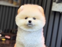 Pomeranian Boo Gülen Yüz