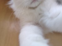 Mavi Gözlü Safkan British Longhair Yavrular