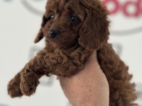 Ankranın en seçkin redbrown toy poodle yavruları
