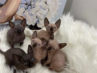 Özenle yetiştirilen sphynx bebekler