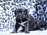 Fcı- Kıf Secereli Safkan Cane Corso Yavrular