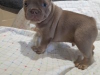 İsabella and tan erkek yavru french bulldog