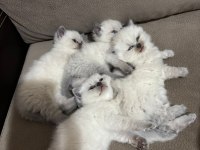 Safkan mavigöz blue point british shorthair