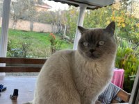 Kedi british shorthair Dişi