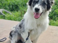 12 Yıllık üreticiden Border Collie Yavrular