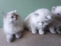Anne sütü ile büyüyen 2 erkek bir dişi ragdoll yavrular
