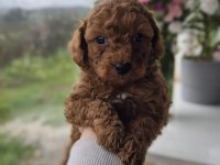 Erkek Toy Poodle