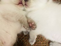 1 Aylık Safkan Scottish Fold Yavrumuza yuva arıyoruz