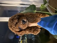 Toy poodle 2 aylık yavru