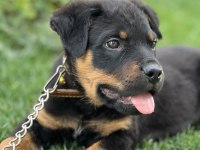 Macar rottweiler