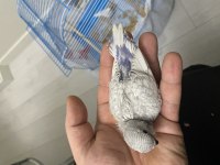 Yavru muhabbet kuşu