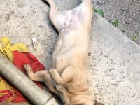 1 YAŞINDA FRANSIZ BULLDOG