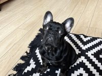 Satılık Fransız Bulldog Köpeğimiz