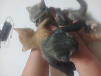 Yavru kedi siyam ile scottish kırık kulak yavruları